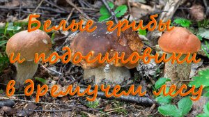 По грибы 2025! Белые грибы и подосиновики в дремучем лесу!