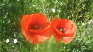 Асланбек Пагиев -  Рассветы