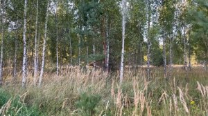 Участок ИЖС 31 сотка Посёлок Бор Нижегородской области (Сельская Маза)