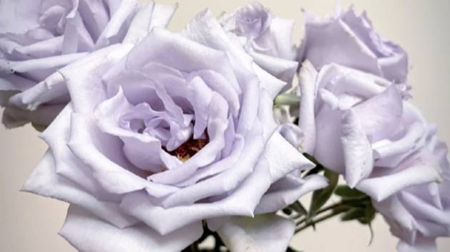 Blue gravity - синяя птица в руках селекционера. Роза из коллекции Таку Кимуро. смотреть онлайн