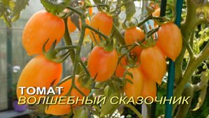 Томат ВОЛШЕБНЫЙ СКАЗОЧНИК. Обзор сортов ТОМАТОВ!