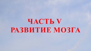 ЧАСТЬ V РАЗВИТИЕ МОЗГА