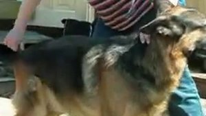 Приучить собаку к неприятным процедурам