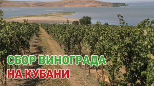 На виноградниках начинается горячая пора