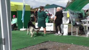 Милый Страж Диксон