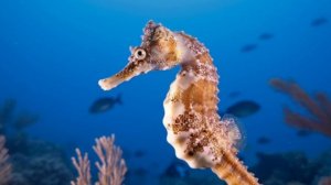 Лето море пляж 2025