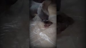 Печень - лакомство кота Ферхата/Liver is a delicacy of Ferhat the cat❤️❤️