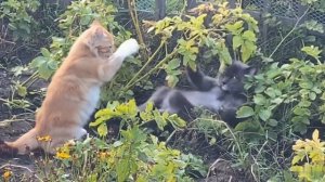 😺 Два кота кайфуют по-полной! 🐾 Самые смешные коты #кот