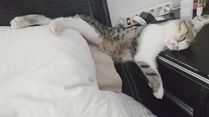 😺 Смешные КОТИКИ. Мой котенок даже спит странно.Продолжаю показывать чудачества моего котенка.