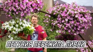 Петуния из черенков стойко пережила ливневые дожди