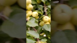 Фруктовый сад в Тюмени.