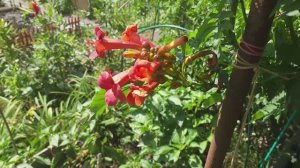 Евгения, #кампсис, #Тамбов