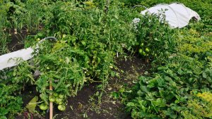 Дожди заливают огород все в воде! Мои томаты в открытом грунте радуют урожаем.