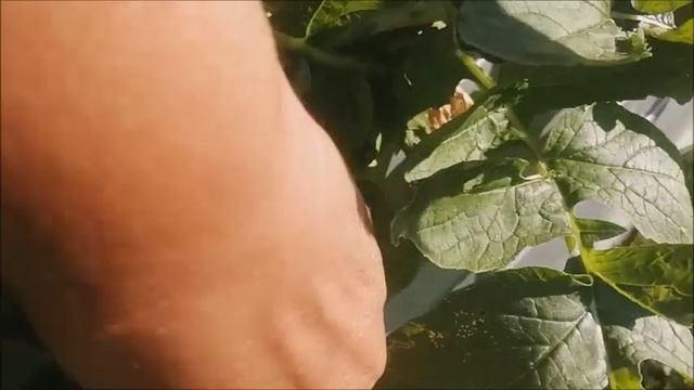 Влог/Дачный отпуск 2025/14 - 17 августа/Приехал Игорёшка/мангалим, отдыхаем/ смотреть онлайн