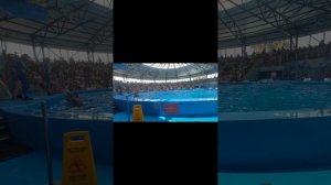 Как рычит морской лев в дельфинарии
