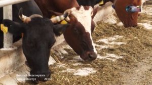 2013 Фильм РОДНИК Тихорецк ТВ