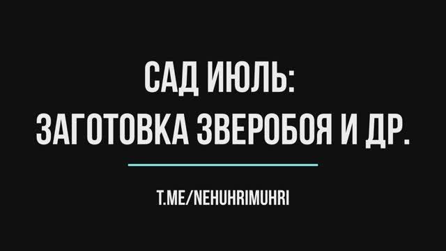 Сад июль: заготовка зверобоя и др.
