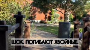 Шок! Погибают хвойные!