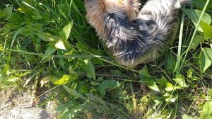 Фея опять на охоте, но мухи и бабочки не попадаются 😀