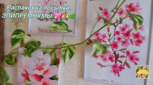 Распаковка посылки ЭПИПРЕМНУМЫ.💖🫶🌿