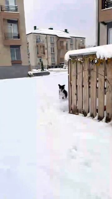 Нашли щенка на заправке смотреть онлайн