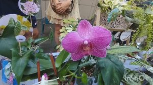 Выставка цветов в Самаре.🌳✨Часть 2.