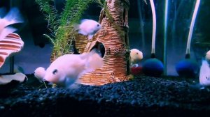 Рыбки Платиновые попугайчики Санкт-Петербург