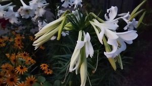 Хорошо жить в доме)