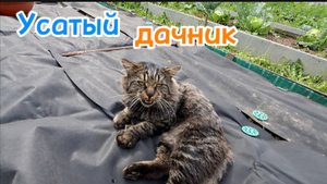 Кот-дачник: Помощник на грядках в августе 2025!