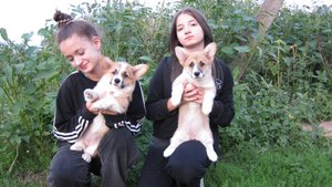 Вельш корги пемброк ( девочки )