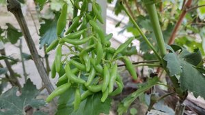 Уникальное селекционное явление на моём винограднике!!! 🍇🍇🍇 Telegram, WhatsApp +79528500417.