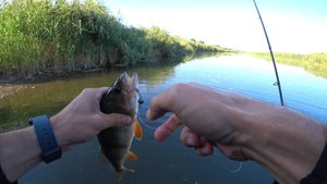 Окунь клюет как из пулемета! Ловля окуня на микроджиг!