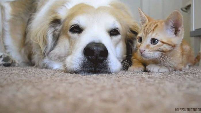 Котики и Собачки смотреть онлайн