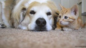 Котики и Собачки