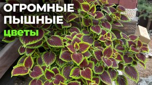 Как добиться огромных и пышных цветов? Рецепт подкормок!