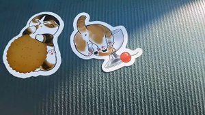 ВКС РФ-дарит котиков и добро!