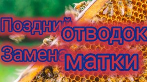 Поздний отводок.Замена матки