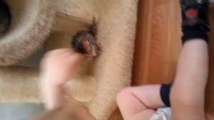 Бенгалы и дети.