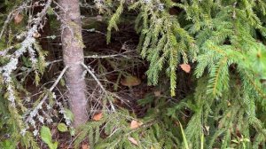 ПОЕХАЛИ ПРОВЕРИТЬ В ЛЕС ЕСТЬ ЛИ ГРИБЫ