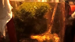 Торпеда-Запуск БиоПелетсов,26.09.14г.