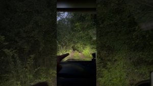 Лесные покатушки с Kia Seltos на МТ резине