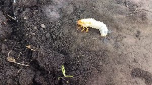 Хрущ личинка майского жука. Жрëт крупный картофель