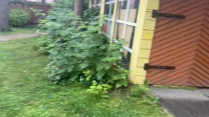 17-08-2025.  Осень приходит в Карелию