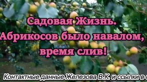 Садовая Жизнь. Абрикосов было навалом, время слив!