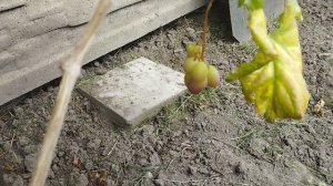 17 августа виноград Зоренька и гран-при сигнальные грозди