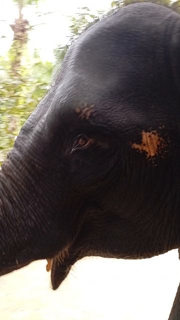 Пхукет в несезон. Экскурсия "Као Лак сафари". Выступление слона. смотреть онлайн