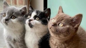 Породы кошек  - 1 серия