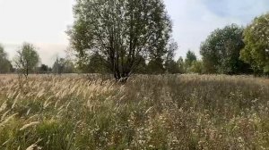 Мой участок 399 в Ширяйке