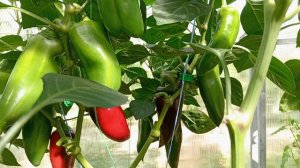 ПЕРЕЦ  В ТЕПЛИЦЕ. КОНЕЦ АВГУСТА.