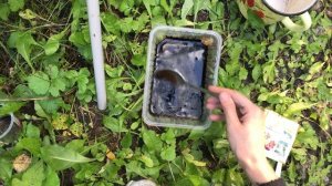 Уход и подкормки смородины, малины и крыжовника в августе. Начало плетения декоративного забора